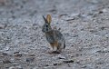 Cottontail 2011_07_17_1674